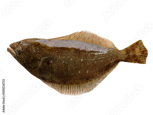 Obraz na płótnie 鮮魚のヒラメ 全身姿の切り抜き素材
