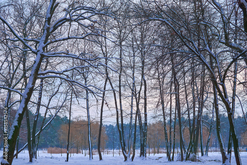 Peace and tranquility in a winter forest park with pine trees,dense branches