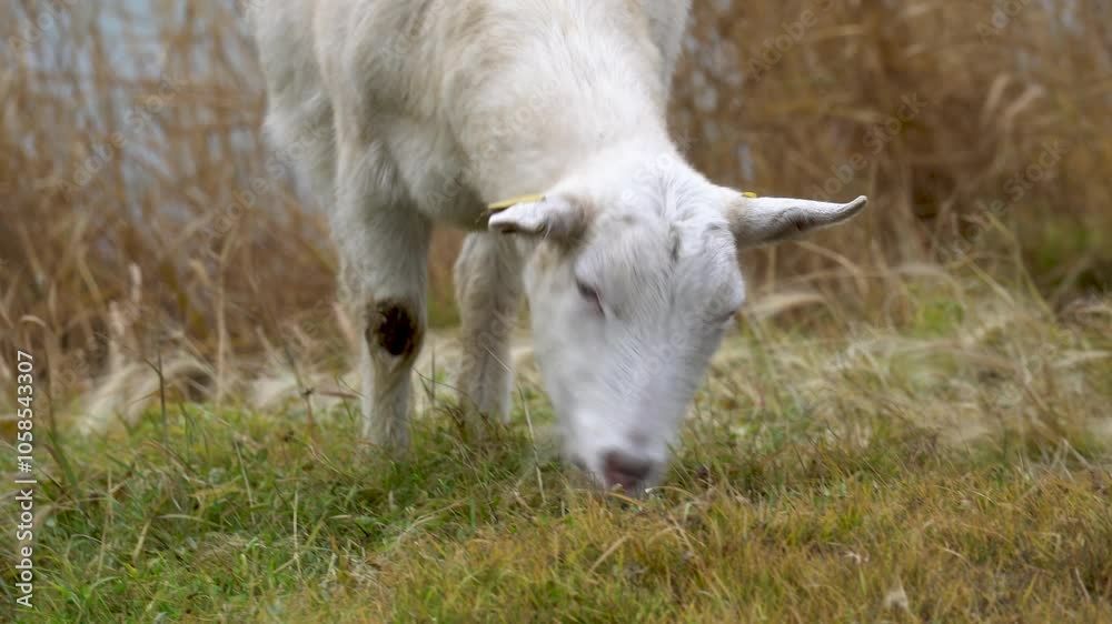 Goat breeding in the village. goat with big horns is a female eating grass in a field in the village. The concept of cattle husbandry. Goat breeding in the village. goat with big horns is a female eating grass in a field in the village. The concept of cattle husbandry.