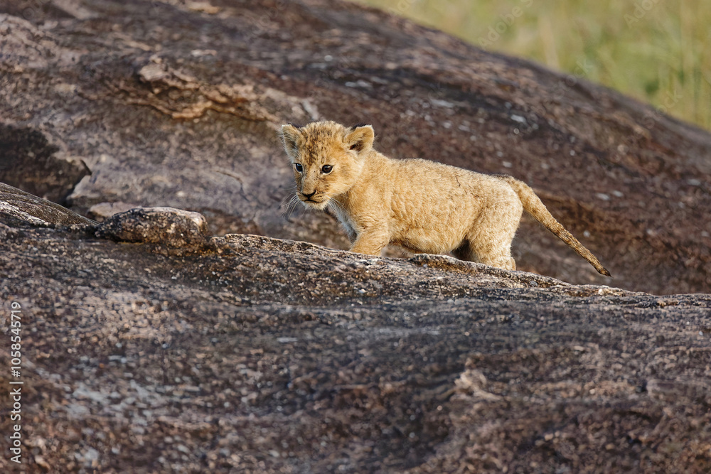 Naklejka premium Beautiful closeup of African Lion Cub at Masai Mara National Park, This can be a perfect picture for a wallpaper in living room.