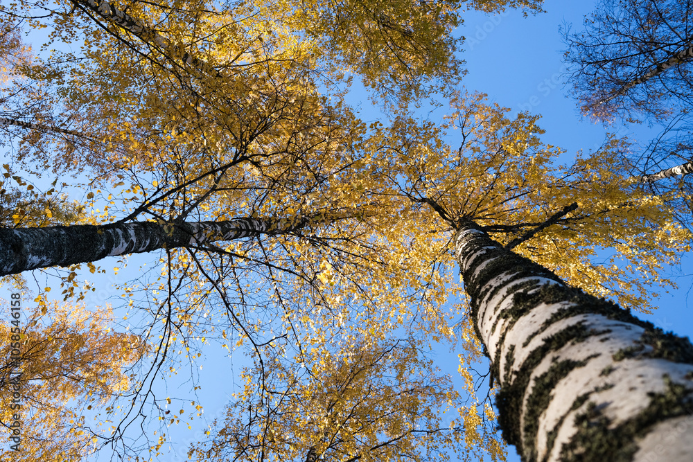Fototapeta premium Birch trees in autumn with a blue sky