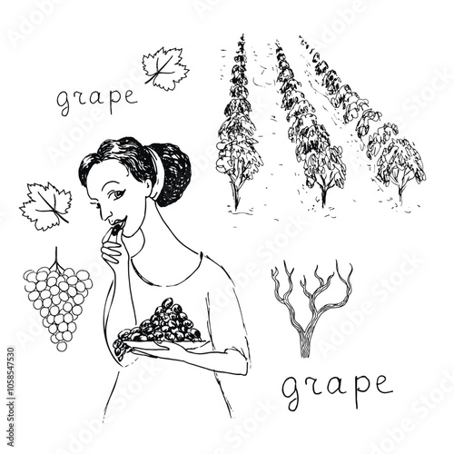 Girl eats grapes next to vineyard. Vector drawing images set.