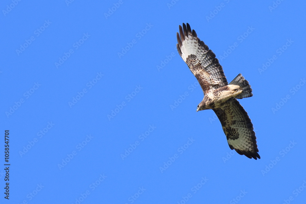 Obraz premium in cielo