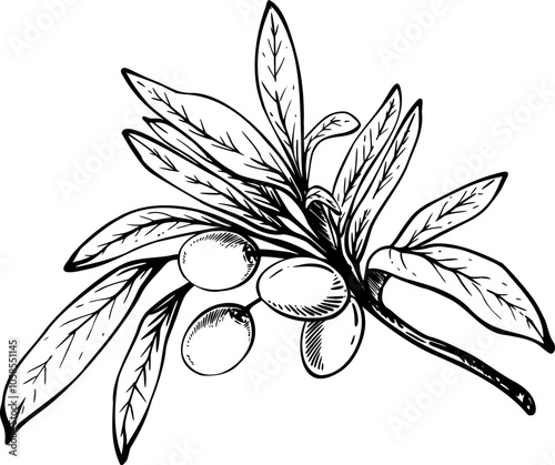 Olive tree branch with leaves and berries fruit Black ink line art hand drawn vector illustration. Botanical clipart for food menu design, greeting card, product label Isolated artwork from background
