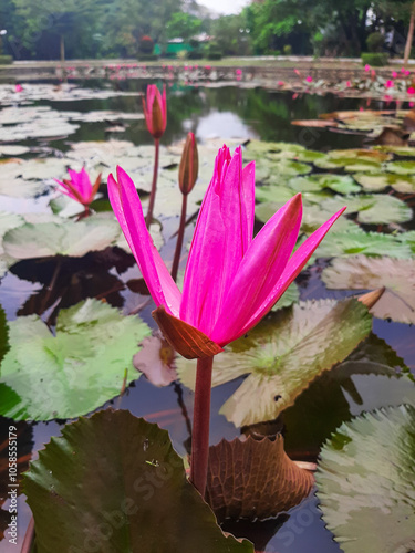 a beautiful pink lotus with green leaves background and clear water