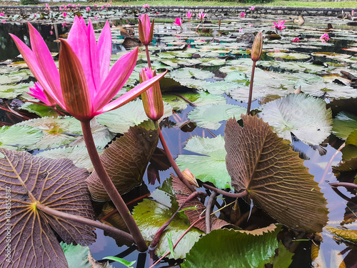 Lotus flowers in a pond