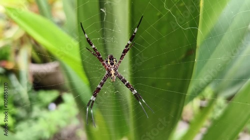 video footage of spiders living on a web swaying in the wind photo