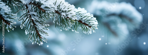 Tree branches covered in snow. closeup of snow covered evergreen branch in forest. snow covered pine needles
