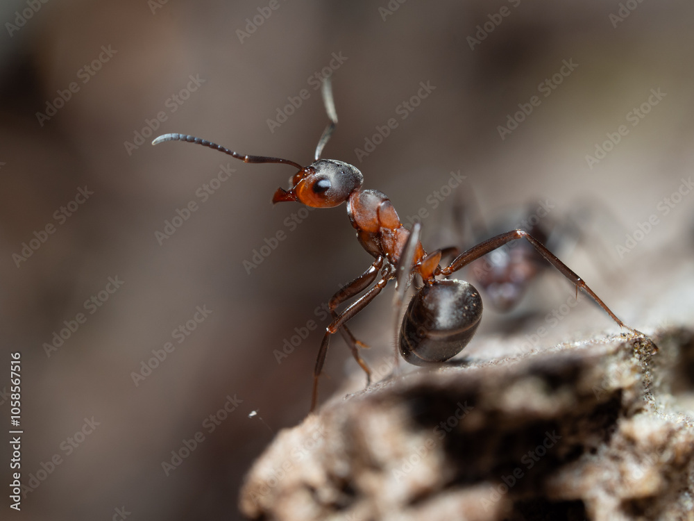 Ants in close-up in their natural habitat Ants in close-up in their natural habitat