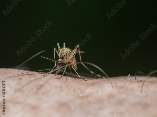 A close-up of a mosquito preparing to drink blood from a human body