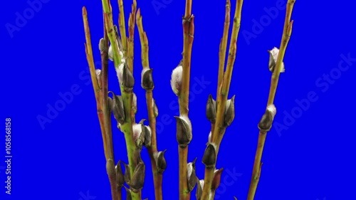 Time lapse of growing willow catkins