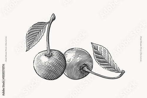 Cherry berries in vintage style. Hand drawn illustration in engraving style.