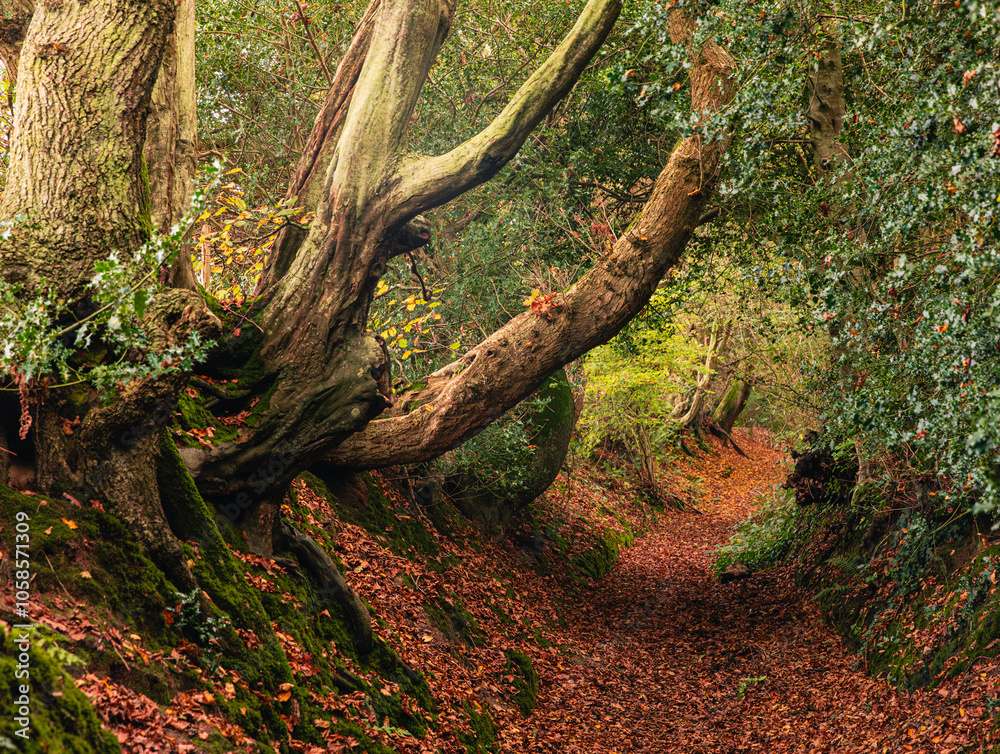 Wadhurst lane woodland holloway on the high weald near Battle high weald east Sussex south east England UK Wadhurst lane woodland holloway on the high weald near Battle high weald east Sussex south east England UK