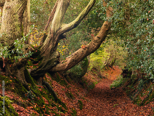 Wadhurst lane woodland holloway on the high weald near Battle high weald east Sussex south east England UK photo