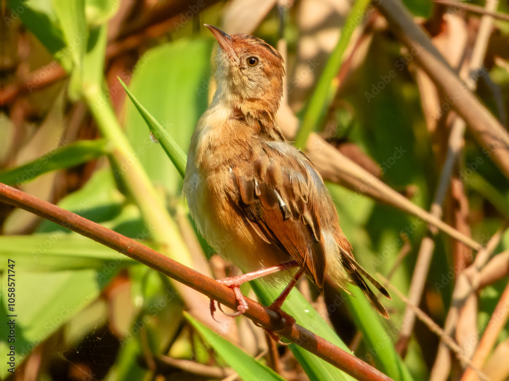 Golden-headed Cisticola (Cisticola exilis) in Australia Golden-headed Cisticola (Cisticola exilis) in Australia