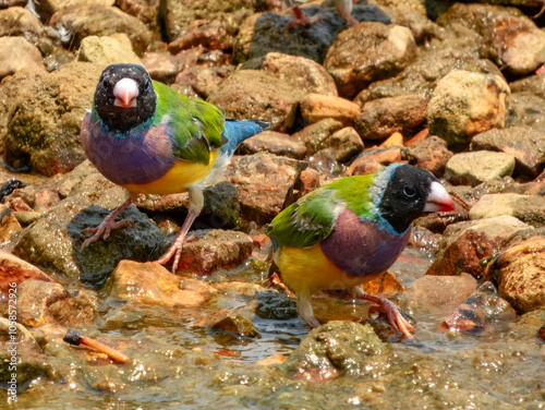 Gouldian Finch (Erythrura gouldiae) in Australia