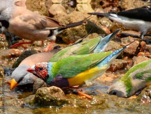 Gouldian Finch (Erythrura gouldiae) in Australia