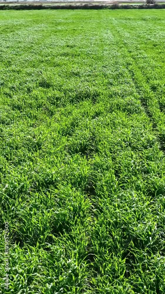 Vertical meadow video - high quality aerial video of meadow shot with drone Vertical meadow video - high quality aerial video of meadow shot with drone