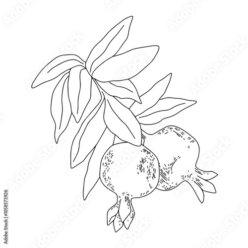 Vector drawing. Doodle. Ripe pomegranate fruits on a branch. Pomegranate on a tree. Outline drawing
