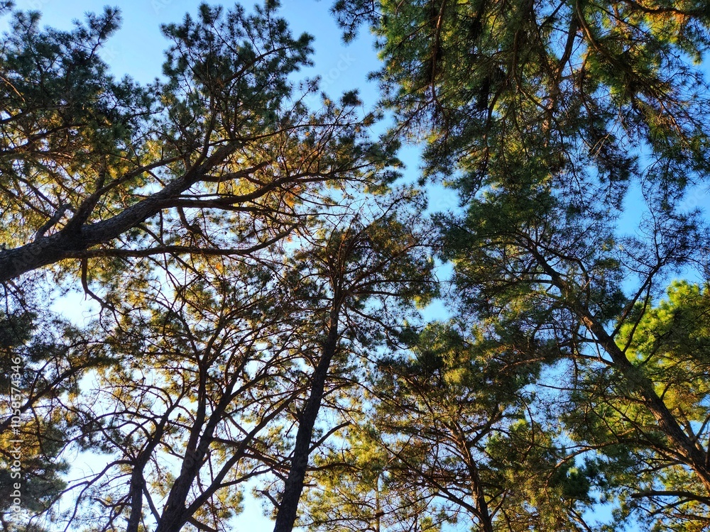 trees bottom view low angle shot of a tranquil fall forest. a view up into the trees direction sky.