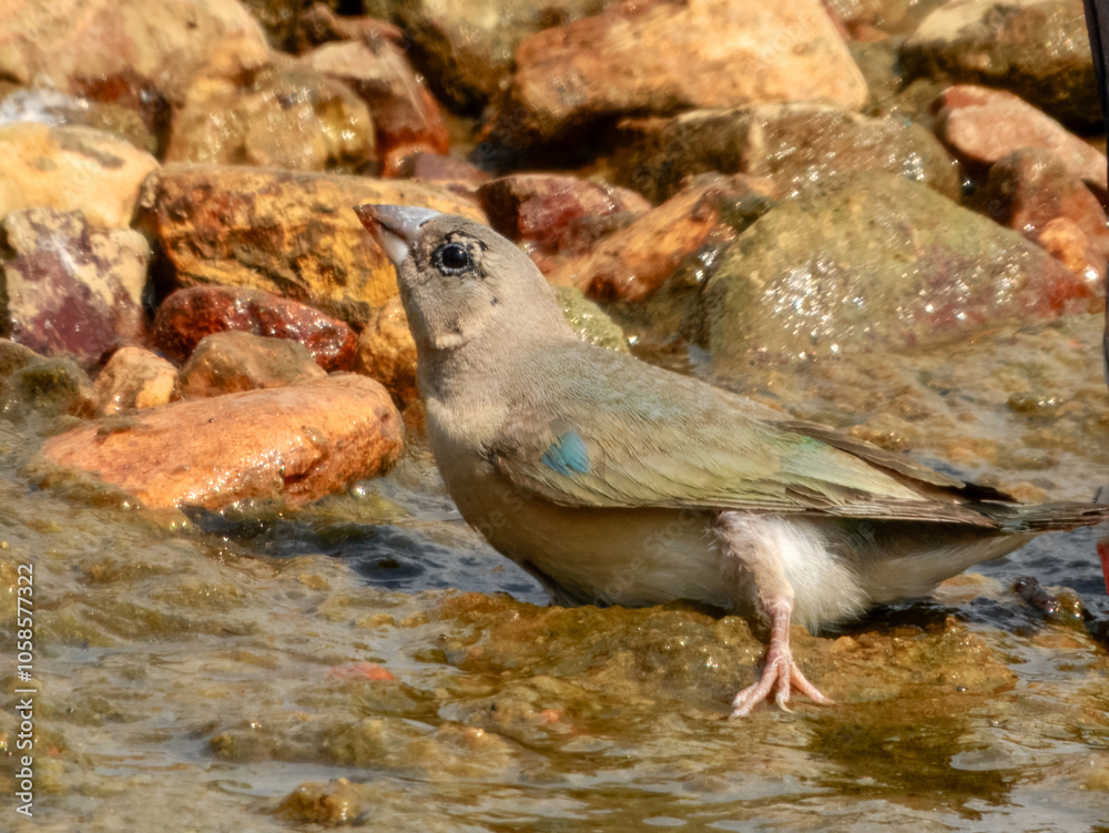 Fototapeta premium Gouldian Finch (Erythrura gouldiae) in Australia