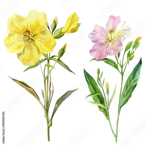 Watercolor vector of Evening Primrose flower, isolated on a white background, Evening Primrose painting