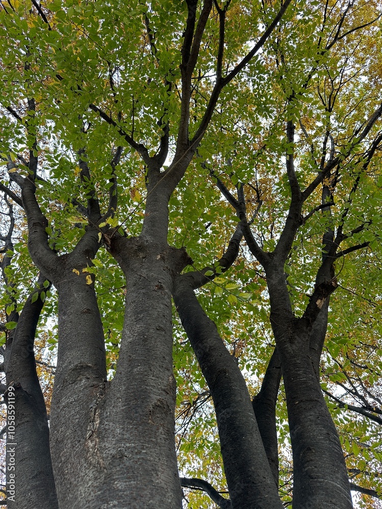 Obraz premium 나무 기둥과 나뭇잎