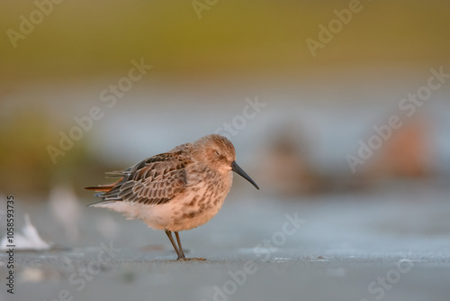 Dunlin  photo