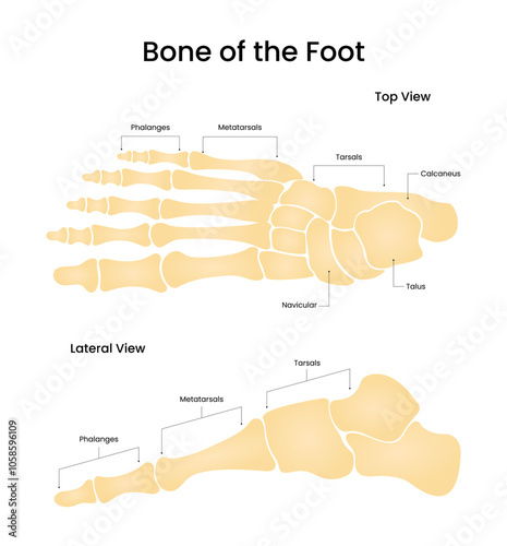 Bone of the Foot Top view and Lateral view