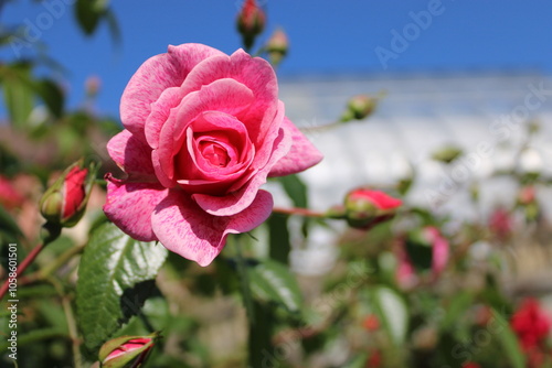 Fototapeta Naklejka Na Ścianę i Meble -  pink rose closeup