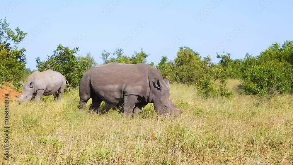 Hippopotamuses graze on lush green grass under bright sunlight at Kruger National Park, South Africa. Hippopotamuses graze on lush green grass under bright sunlight at Kruger National Park, South Africa.