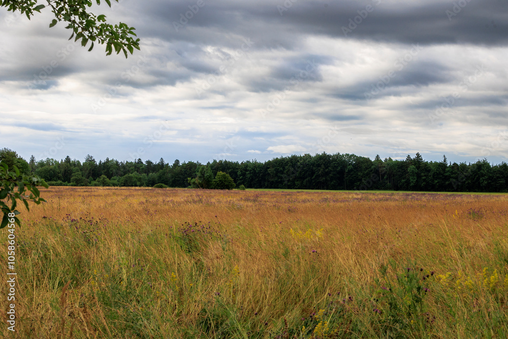 View over the orchard meadows to the edge of the forest in Siebenbrunn near Augsburg on a cloudy day View over the orchard meadows to the edge of the forest in Siebenbrunn near Augsburg on a cloudy day