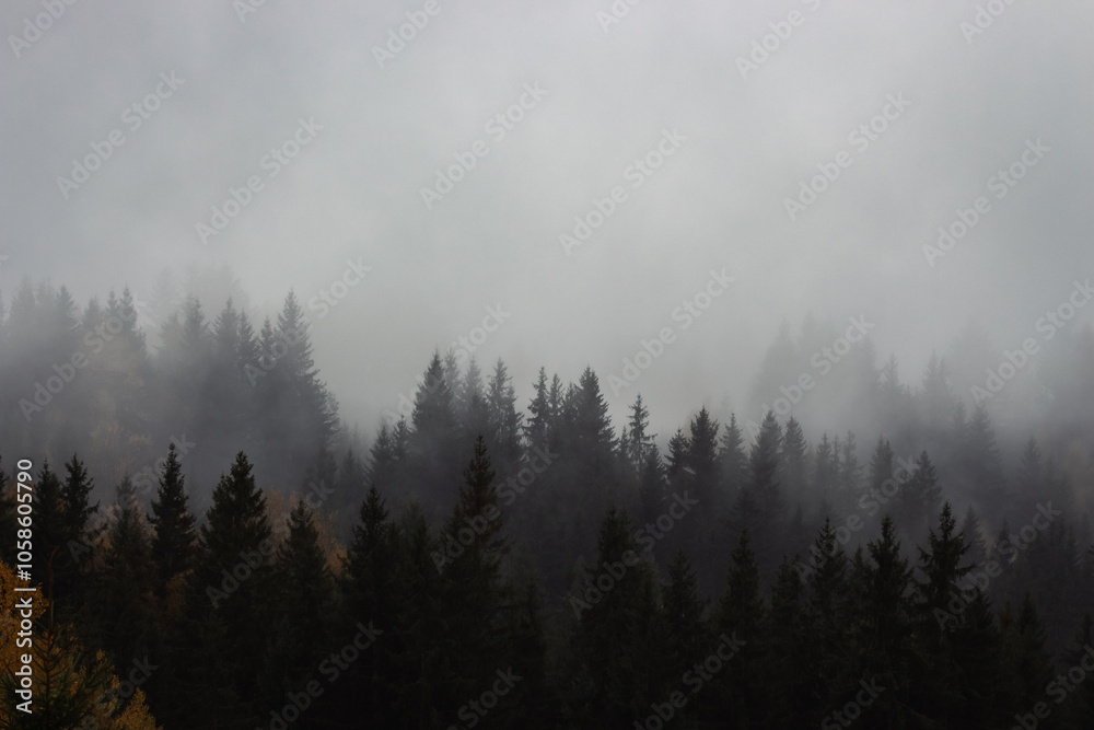 Foggy forest with pine trees in the mountains with copy space. Mist in autumn mountains. Tranquil scene of foggy landscape. Amazing Carpathian mountsins in autumn. Mountain forest covered with clouds