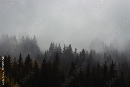 Obraz na płótnie Foggy forest with pine trees in the mountains with copy space. Mist in autumn mountains. Tranquil scene of foggy landscape. Amazing Carpathian mountsins in autumn. Mountain forest covered with clouds w salonie
