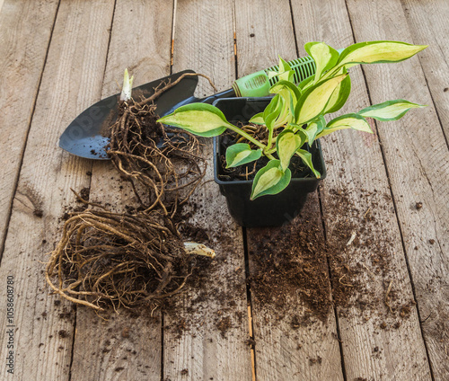 Hosta seedlings with open and closed root systems  before planting in the garden. photo