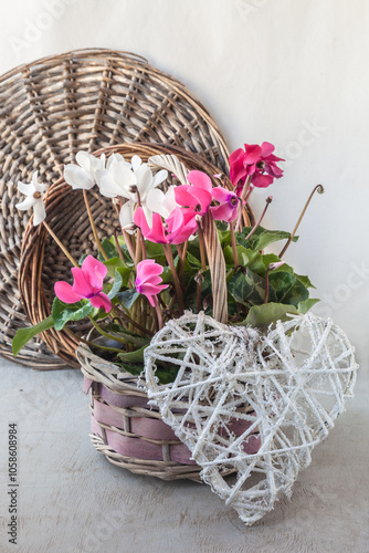 Blooming cyclamens in a basket and wicker heart on a gray background. photo