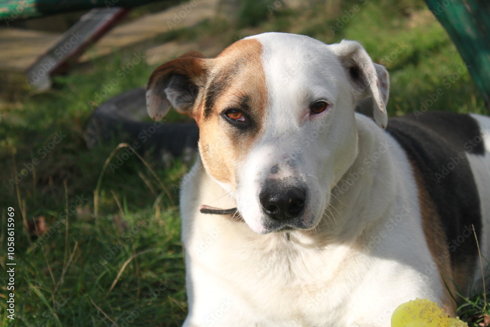 jack russell terrier dog jack russell terrier dog