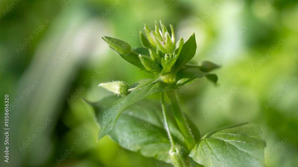 Common chickweed - Stellaria media Common chickweed - Stellaria media