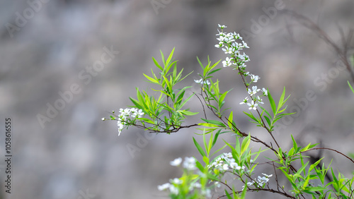 Thunberg's meadowsweet - Spiraea thunbergii photo