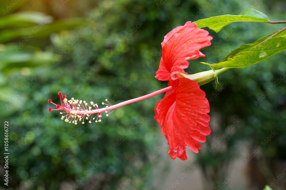 red hibiscus flower, there are 5 single layer petals with stamens sticking out in the middle. The tip is the top of the pistil. Hibiscus flowers come in a variety of colors. red hibiscus flower, there are 5 single layer petals with stamens sticking out in the middle. The tip is the top of the pistil. Hibiscus flowers come in a variety of colors.