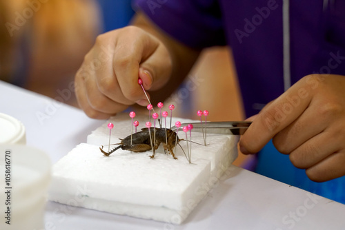 Asian students learn about Beetle Taxidermy is a technique of preserving animal carcasses in a living condition to collect as specimens of local insects.