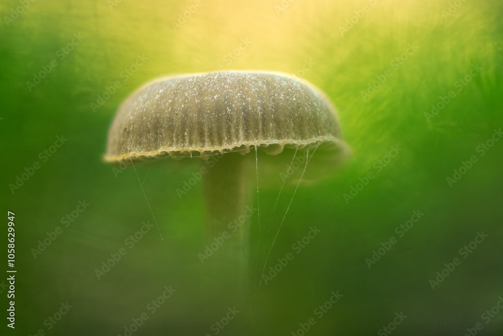 custom made wallpaper toronto digitalA mushroom surrounded by moss with a magically creamy bokeh