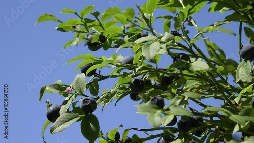 Huckleberry Bush in Wood, Berries, Forest Fruit in Mountains, Wild Bilberries, Blueberries, Huckleberries, Vaccinium Corymbosum photo