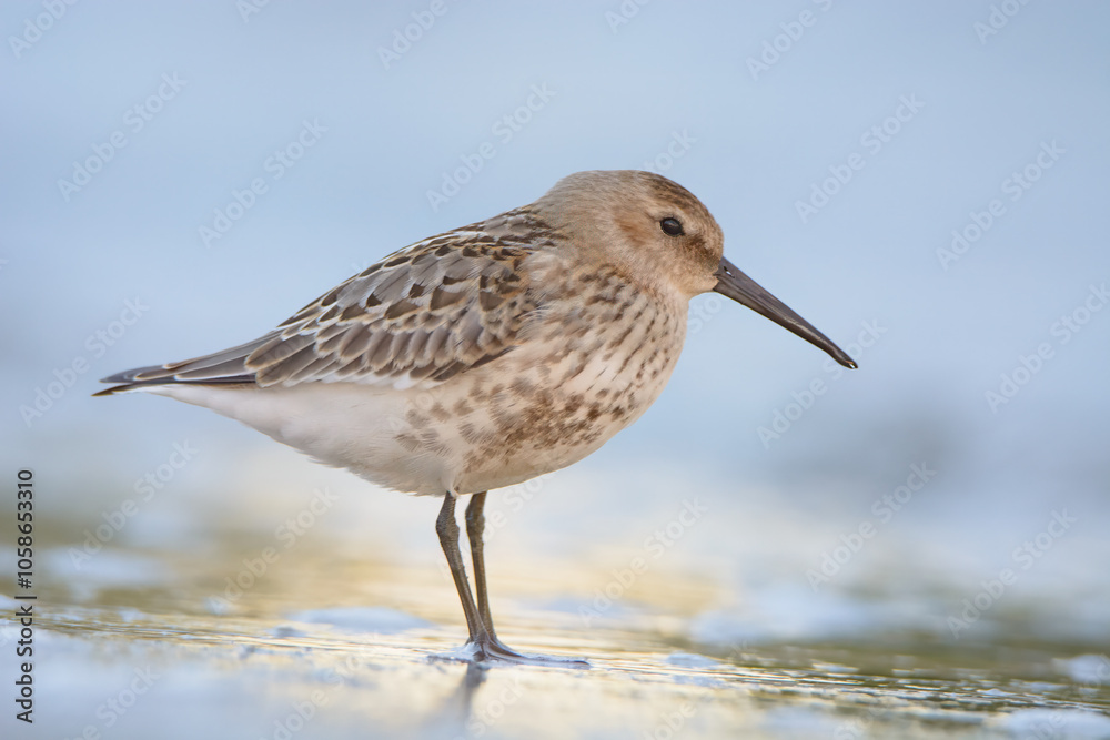 Dunlin 