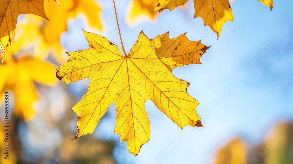 A single yellow maple leaf hangs from a branch against a blue sky. A single yellow maple leaf hangs from a branch against a blue sky.