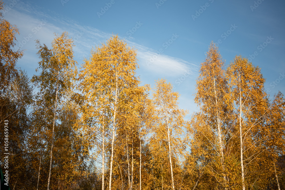 Fototapeta premium autumn in the forest