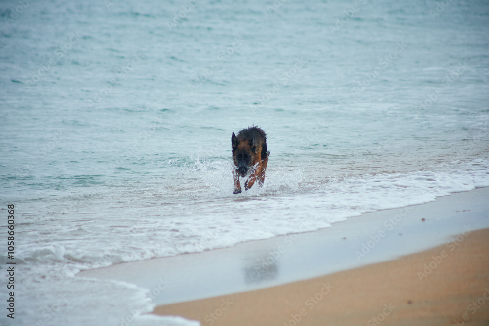 German Shepherd on the seashore German Shepherd on the seashore