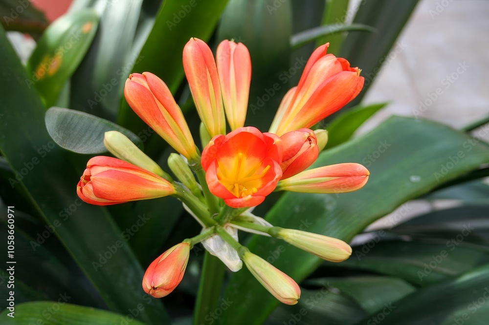 This image features a closeup view of a vibrant plant that displays beautiful orange flowers along with lush green leaves, creating a striking appearance This image features a closeup view of a vibrant plant that displays beautiful orange flowers along with lush green leaves, creating a striking appearance