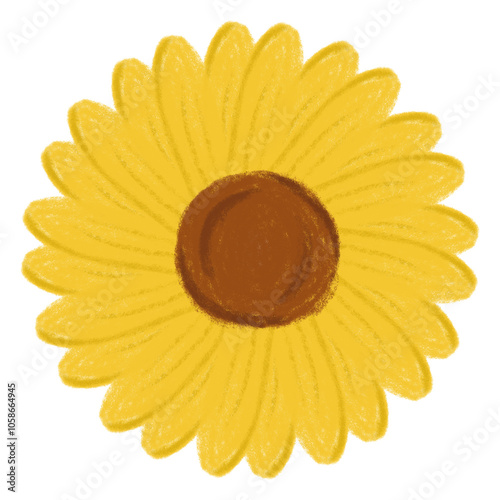 sunflower seeds isolated on white