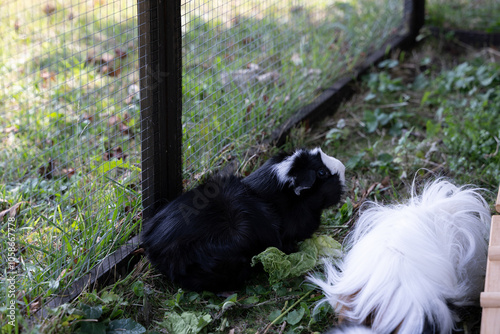 Meerschweinchen rosette tier Nager photo